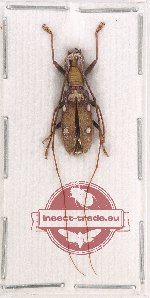 Olenecamptus sp. 5