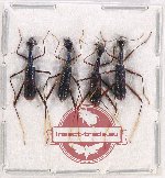 Scientific lot no. 72 Cicindelidae (4 pcs)