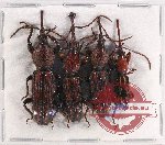 Scientific lot no. 96 Brenthidae (4 pcs)