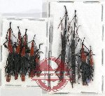 Scientific lot no. 98 Brenthidae (9 pcs)