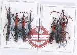 Scientific lot no. 97 Brenthidae (7 pcs)