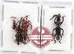 Scientific lot no. 94 Brenthidae (4 pcs - 1 pc A2)