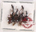 Scientific lot no. 92 Attelabidae (4 pcs)