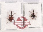 Scientific lot no. 91 Attelabidae (2 pcs A2)