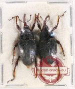 Scientific lot no. 691 Curculionidae (2 pcs A2)