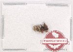 Scientific lot no. 693 Curculionidae (4 pcs)