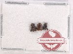 Scientific lot no. 695 Curculionidae (3 pcs)