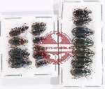 Scientific lot no. 599 Carabidae (17 pcs)