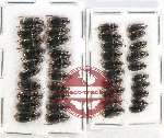 Scientific lot no. 600 Carabidae (40 pcs)