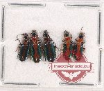 Scientific lot no. 597 Carabidae (5 pcs)