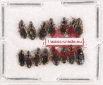 Scientific lot no. 598 Carabidae (15 pcs)
