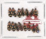 Scientific lot no. 596 Carabidae (15 pcs)