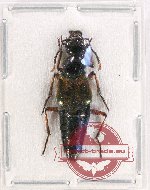 Staphylinidae sp. 10