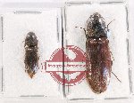 Scientific lot no. 148 Elateridae (2 pcs)