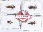 Scientific lot no. 149 Elateridae (4 pcs)