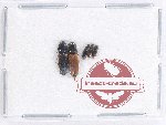 Scientific lot no. 147 Elateridae (5 pcs)