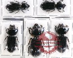 Scientific lot no. 135 Passalidae (5 pcs)