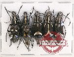 Scientific lot no. 114 Anthribidae (5 pcs)