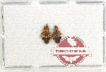 Scientific lot no. 1016 Heteroptera (2 pcs - 1 pc A2)