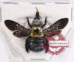 Xylocopa sp. 22