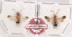 Scientific lot no. 319 Hymenoptera (Mutilidae) (2 pcs)