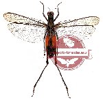 Orthoptera sp. 11 (SPREAD)