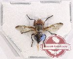 Diptera sp. 50