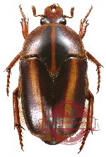 Ischiopsopha (Homeopsopha) messagieri