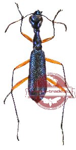 Neocollyris (s.str.) emarginata