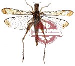 Orthoptera sp. 12 (SPREAD) (A-)