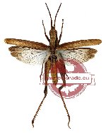 Orthoptera sp. 13 (SPREAD)