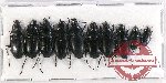 Scientific lot no. 617 Carabidae (10 pcs A2)