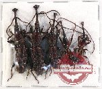 Scientific lot no. 92 Brenthidae (5 pcs)