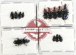 Scientific lot no. 621 Carabidae (13 pcs A, A-, A2)