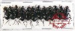 Scientific lot no. 614 Carabidae (12 pcs)