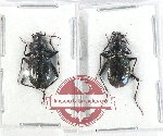 Scientific lot no. 603 Carabidae (2 pcs)