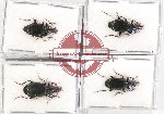 Scientific lot no. 606 Carabidae (4 pcs)