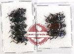 Scientific lot no. 373 Tenebrionidae (8 pcs A-, A2)