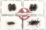 Scientific lot no. 377 Tenebrionidae (6 pcs - 4 pcs A2)