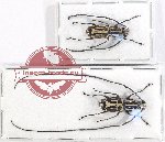 Scientific lot no. 116 Anthribidae (Xenocerus sp.) (2 pcs - 1 pc A2)