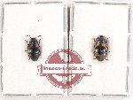 Scientific lot no. 141 Erotylidae (2 pcs)