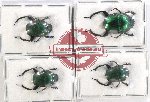 Scientific lot no. 705 Coprophaga (4 pcs - 1 pc A2)