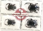 Scientific lot no. 706 Coprophaga (4 pcs - 1 pc A2)