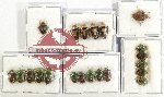 Scientific lot no. 1017 Heteroptera (21 pcs A, A-, A2)