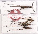 Scientific lot no. 1019 Heteroptera (4 pcs)