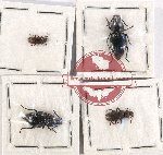 Scientific lot no. 374 Tenebrionidae (4 pcs)