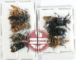 Scientific lot no. 352 Hymenoptera (8 pcs)