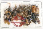 Scientific lot no. 347 Hymenoptera (12 pcs)