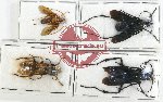 Scientific lot no. 324 Hymenoptera (4 pcs)