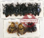 Scientific lot no. 350 Hymenoptera (10 pcs)